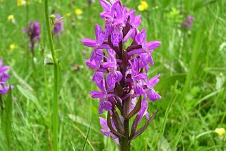 6 Orchidee im Goldbachtal
